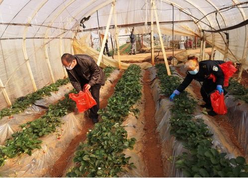 農(nóng)業(yè)農(nóng)村部門全力保障疫情防控期間農(nóng)產(chǎn)品質(zhì)量安全