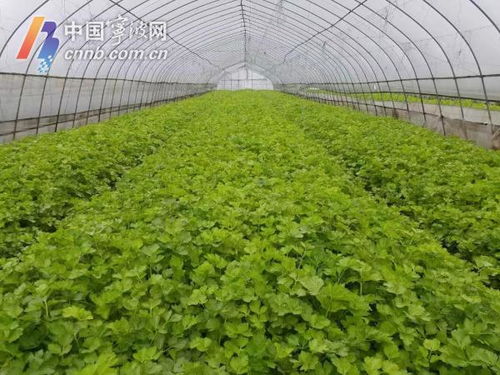 寧波力保主要農(nóng)產(chǎn)品穩(wěn)定供應(yīng) 當前 菜籃子 產(chǎn)品供應(yīng)充足