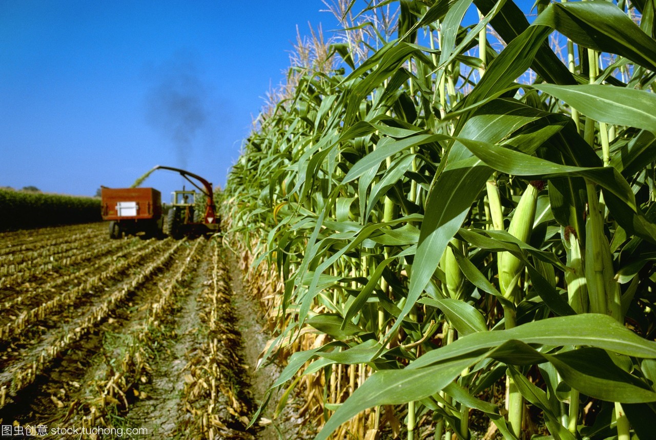 農(nóng)業(yè)&mdash;&mdash;玉米青貯玉米收獲切碎和裝載到卡車/科羅拉多美國。