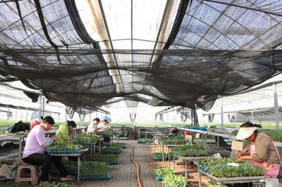 泗洪縣供電公司:溫室瓜農(nóng)嫁接忙 電力服務(wù)促增收