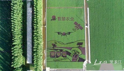 寶泉嶺分公司 現(xiàn)代農(nóng)業(yè) 產(chǎn)業(yè)扶貧 讓寶泉嶺的小康路走的 穩(wěn)穩(wěn)的