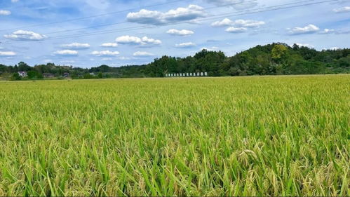 國(guó)家農(nóng)業(yè)產(chǎn)業(yè)強(qiáng)鎮(zhèn)項(xiàng)目 資陽(yáng) 3