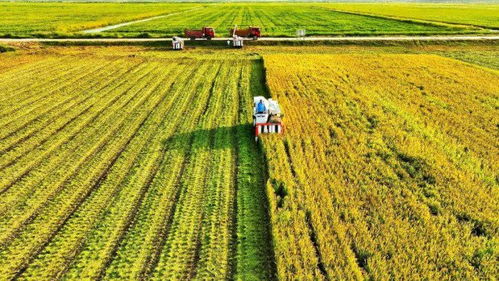 生態(tài)甲魚開(kāi)售 上海這片剛開(kāi)發(fā)的 處女地 ,向市民遞出第一張 綠色名片