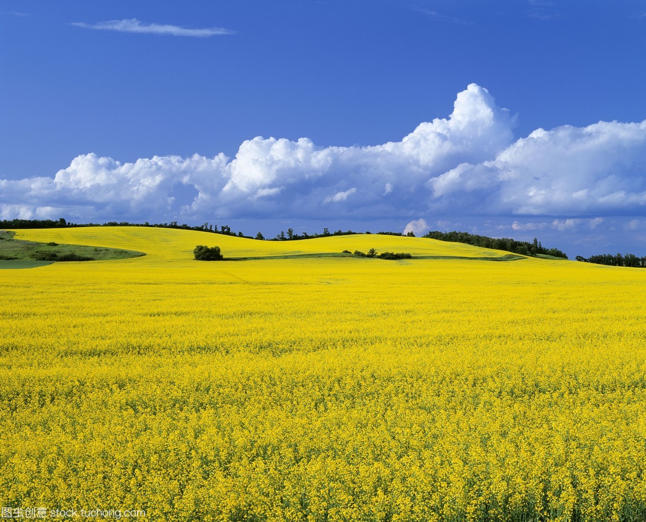 農(nóng)業(yè)&mdash;&mdash;在加拿大馬尼托巴省的曼尼托巴manitoba附近的菜地。