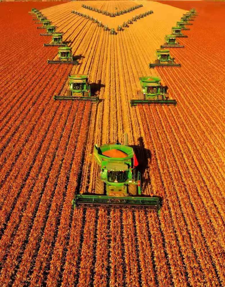 嫩江農(nóng)場(chǎng)高粱豐收:震撼--北大荒農(nóng)業(yè)展現(xiàn)壯美秋收畫卷