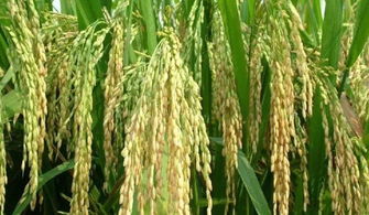 農(nóng)村一種水稻,增產(chǎn)增收,但為什么農(nóng)民不愿種 注意3點改變現(xiàn)狀