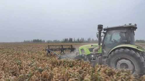 谷子在麥蓋提鹽堿地 逆襲 復(fù)播試驗首獲成功 開啟農(nóng)業(yè)新篇章