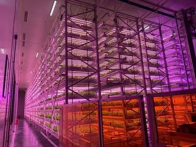 顛覆農業刻板印象,中國植物工廠&ldquo;點亮&rdquo;資本前路