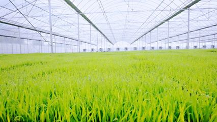 綠油油!育秧工廠第一批產品太撩人