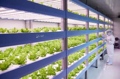 農業新商業:植物工廠+康養農業