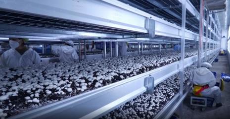 湖北眾興菌業(yè)科技:春風送崗促就業(yè) 精準服務暖民心