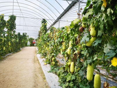 革命老區(qū)的新生 用活紅色資源，促進(jìn)綠色發(fā)展農(nóng)業(yè)