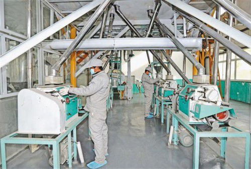 蕎麥加工前景廣闊，現(xiàn)代農(nóng)業(yè)新引擎